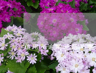 信用卡逾期一期 要还两期吗 信用卡逾期一期 要还两期吗
